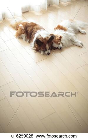 Two Papillion sleeping View Large Photo Image Stock Photo - Two Papillion sleeping. Fotosearch
