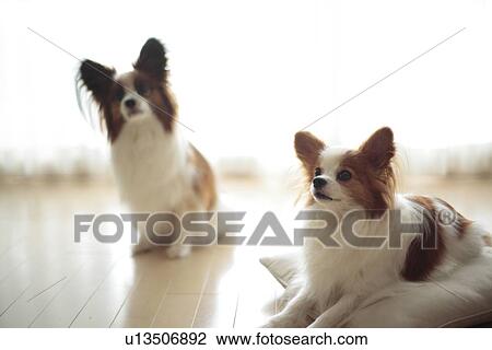 Stock Image - Two Papillion. Fotosearch