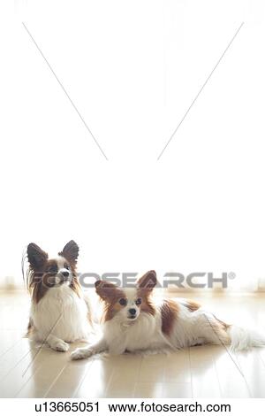 Stock Image - Two Papillion. Fotosearch