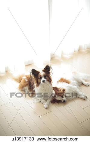 Two Papillion View Large Photo Image Stock Image - Two Papillion. Fotosearch