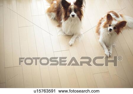Two Papillion View Large Photo Image Stock Image - Two Papillion. Fotosearch