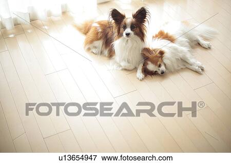 Two Papillion View Large Photo Image Stock Photo - Two Papillion. Fotosearch