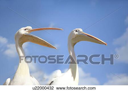 Two Pelicans View Large Photo Image Stock Image - Two Pelicans. Fotosearch