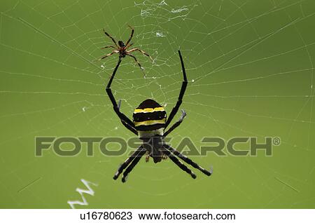 Two Spiders View Large Photo Image Stock Image - Two Spiders. Fotosearch
