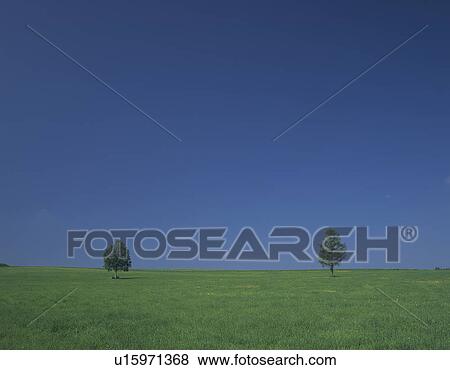Stock Photo - Two Trees in Field. Fotosearch