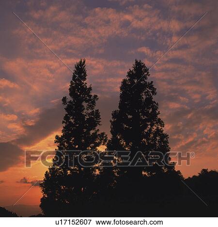 Two Trees in Silhouette View Large Photo Image Stock Photo - Two Trees in Silhouette. Fotosearch
