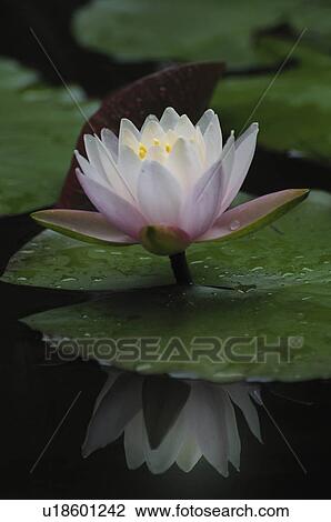 Water lily flower View Large Photo Image Stock Image - Water lily flower. Fotosearch