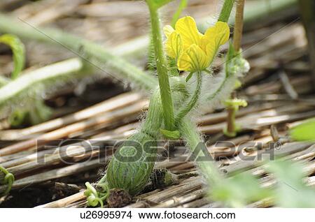 Picture - Watermelon flower. Fotosearch