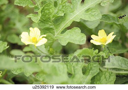 Stock Photo - Watermelon Flowers. Fotosearch