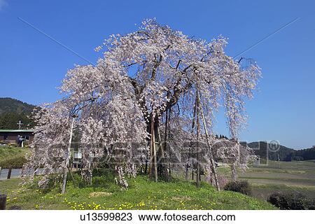 Weeping Cherry Blossom Trees View Large Photo Image Stock Image - Weeping Cherry Blossom Trees. Fotosearch