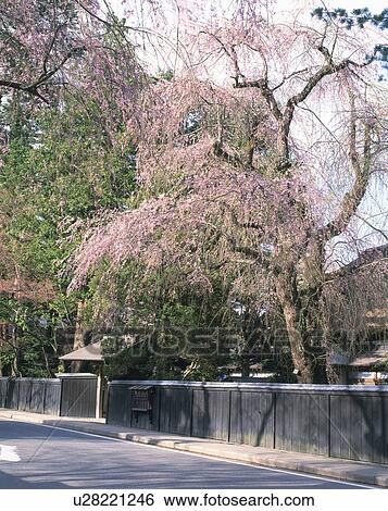 Weeping Cherry Tree Over Street View Large Photo Image Stock Photograph - Weeping Cherry Tree Over Street. Fotosearch