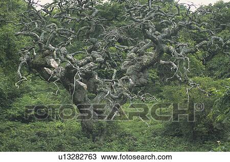 Stock Image - Weeping Chestnut Tree. Fotosearch