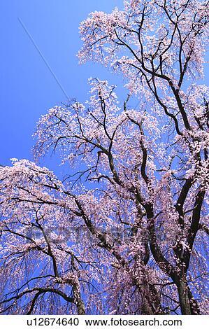 Weeping Japanese Cherry Tree View Large Photo Image Stock Image - Weeping Japanese Cherry Tree. Fotosearch