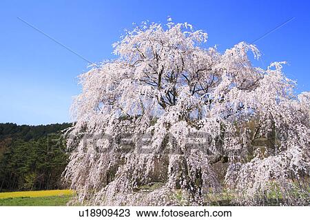 Stock Image - Weeping Japanese Cherry Tree. Fotosearch