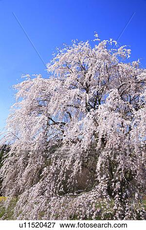 Weeping Japanese Cherry Tree View Large Photo Image Stock Photo - Weeping Japanese Cherry Tree. Fotosearch
