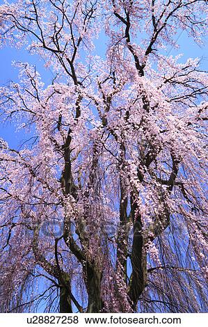 Stock Photo - Weeping Japanese Cherry Tree. Fotosearch