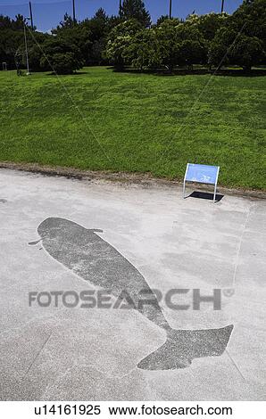 Whale Illustration on Cement in Park View Large Photo Image Stock Photography - Whale Illustration on Cement in Park. Fotosearch