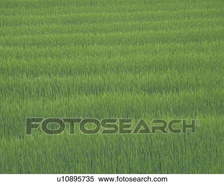 Wheat Field View Large Photo Image Stock Photography - Wheat Field. Fotosearch