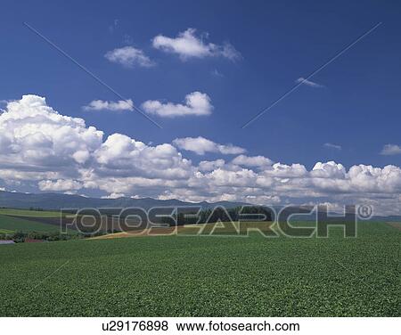 Wheat Fields View Large Photo Image Stock Photo - Wheat Fields. Fotosearch