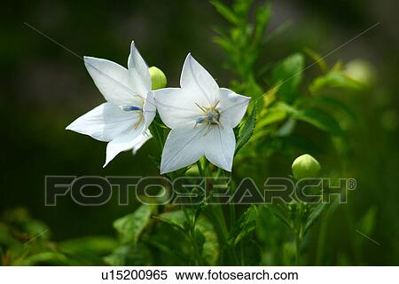 White balloon flowers View Large Photo Image Stock Photography - White balloon flowers. Fotosearch