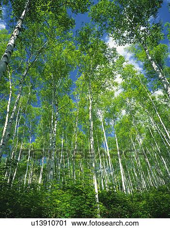 White Birch Forest View Large Photo Image Stock Image - White Birch Forest. Fotosearch