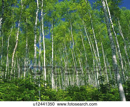 White Birch Trees View Large Photo Image Stock Image - White Birch Trees. Fotosearch