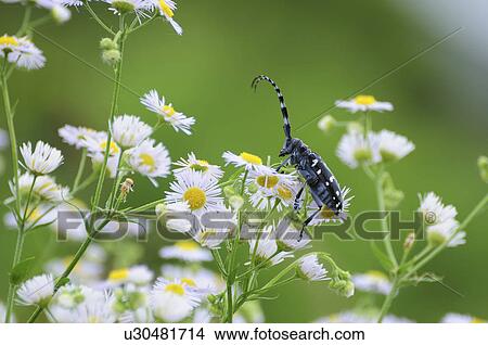Picture - Whitespotted citrus longhorned beetle. Fotosearch