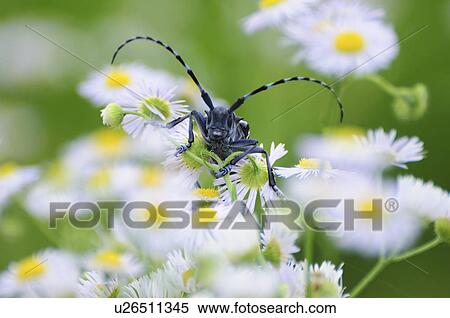Whitespotted citrus longhorned beetle View Large Photo Image Stock Photography - Whitespotted citrus longhorned beetle. Fotosearch