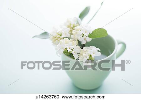 Winter Daphnes in a cup View Large Photo Image Stock Image - Winter Daphnes in a cup. Fotosearch
