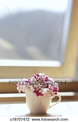 Stock Image - Winter Daphnes in a cup. Fotosearch
