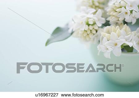 Stock Photo - Winter Daphnes in a cup. Fotosearch