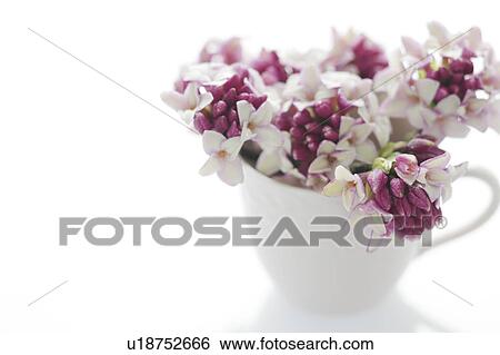 Stock Photograph - Winter Daphnes in a cup. Fotosearch