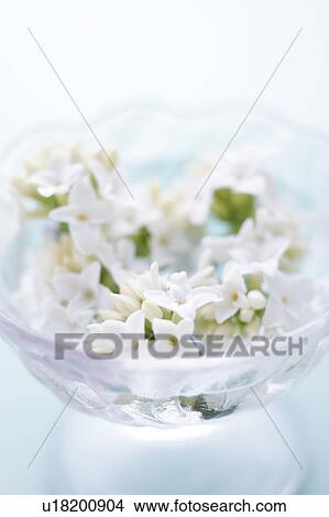 Winter Daphnes in a glass View Large Photo Image Picture - Winter Daphnes in a glass. Fotosearch