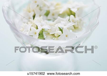 Winter Daphnes in a glass View Large Photo Image Stock Image - Winter Daphnes in a glass. Fotosearch