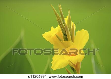 Picture - Yellow Canna Lily. Fotosearch