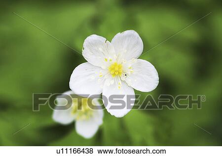 Anemone flaccida, Hokkaido Prefecture, Japan View Large Photo Image Stock Photo - Anemone flaccida, Hokkaido Prefecture, Japan. Fotosearch