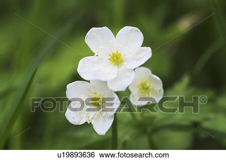 Anemone flaccida, Hokkaido Prefecture, Japan View Large Photo Image Stock Photograph - Anemone flaccida, Hokkaido Prefecture, Japan. Fotosearch