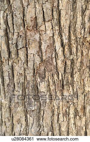 Stock Image - Bark. Fotosearch