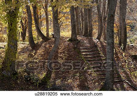 Stock Photography - Beech forest, Nagano Prefecture, Japan. Fotosearch