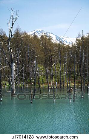 Blue pond and forest, Hokkaido Prefecture, Japan View Large Photo Image Stock Photo - Blue pond and forest, Hokkaido Prefecture, Japan. Fotosearch