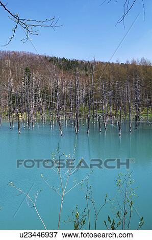 Stock Photo - Blue pond and forest, Hokkaido Prefecture, Japan. Fotosearch
