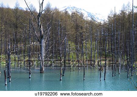 Blue pond and forest, Hokkaido Prefecture, Japan View Large Photo Image Stock Photograph - Blue pond and forest, Hokkaido Prefecture, Japan. Fotosearch