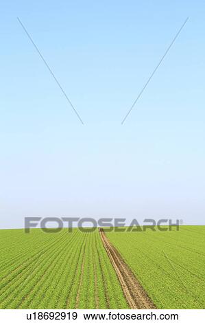 Blue Sky Over Field View Large Photo Image Stock Photo - Blue Sky Over Field. Fotosearch