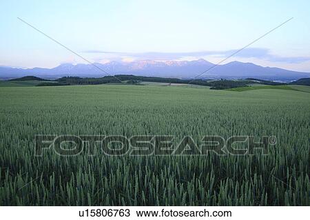 Stock Image - Buckwheat field, Hokkaido Prefecture, Japan. Fotosearch