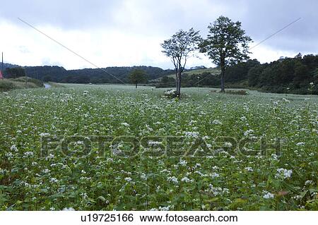 Stock Photograph - Buckwheat Field. Fotosearch