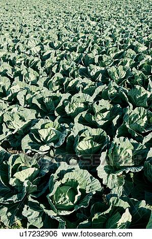Stock Photograph - Cabbage farm. Fotosearch
