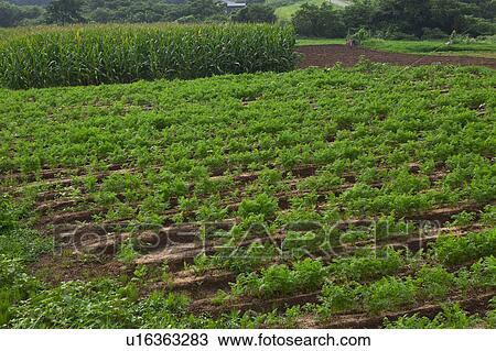Stock Image - Carrot Field. Fotosearch