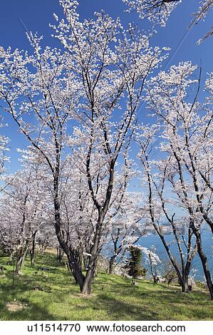 Stock Image - Cherry Blossom Tree. Fotosearch