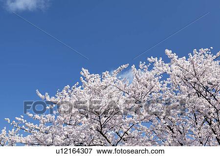 Cherry Blossom Tree View Large Photo Image Stock Photo - Cherry Blossom Tree. Fotosearch