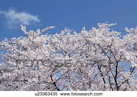Cherry Blossom Tree View Large Photo Image Stock Photography - Cherry Blossom Tree. Fotosearch
